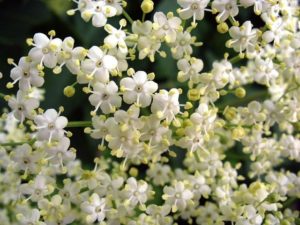 Fiori di sambuco